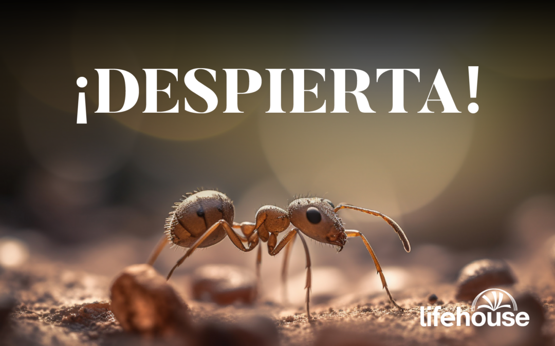 Despierta